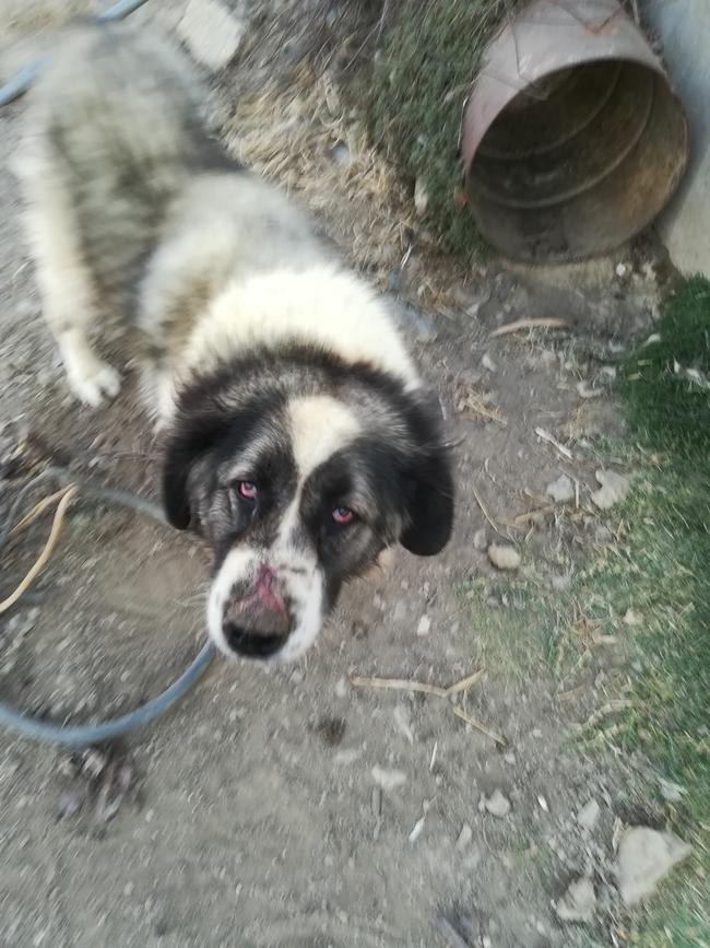 Καταγγελία αναγνώστριας: Γέρικο τσοπανόσκυλο σε βασανιστική κατάσταση, δεμένο και ταλαιπωρημένο από ασύδοτο βοσκό