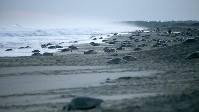 Συνολικά 122 θαλάσσιες χελώνες βρέθηκαν νεκρές
