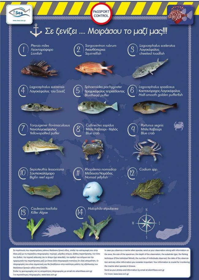 “Οχι λαγοκέφαλο στο πιάτο!”: Συμβουλές για τα τοξικά και δηλητηριώδη είδη ψαριών που έχουν έρθει στις ελληνικές θάλασσες
