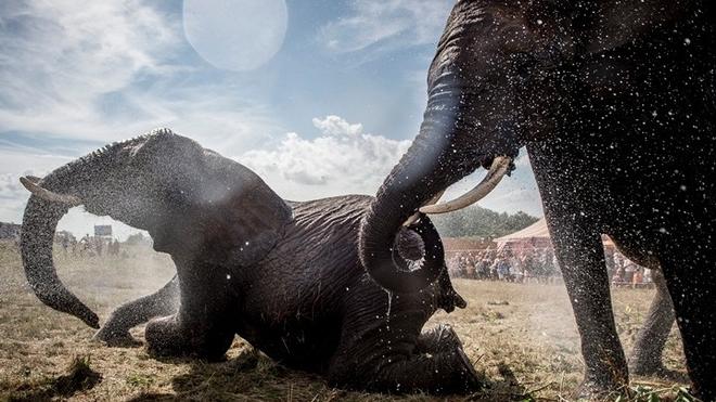 Σκοτωμένοι, γδαρμένοι και με κομμένα κεφάλια από λαθροκυνηγούς βρέθηκαν 87 ελέφαντες