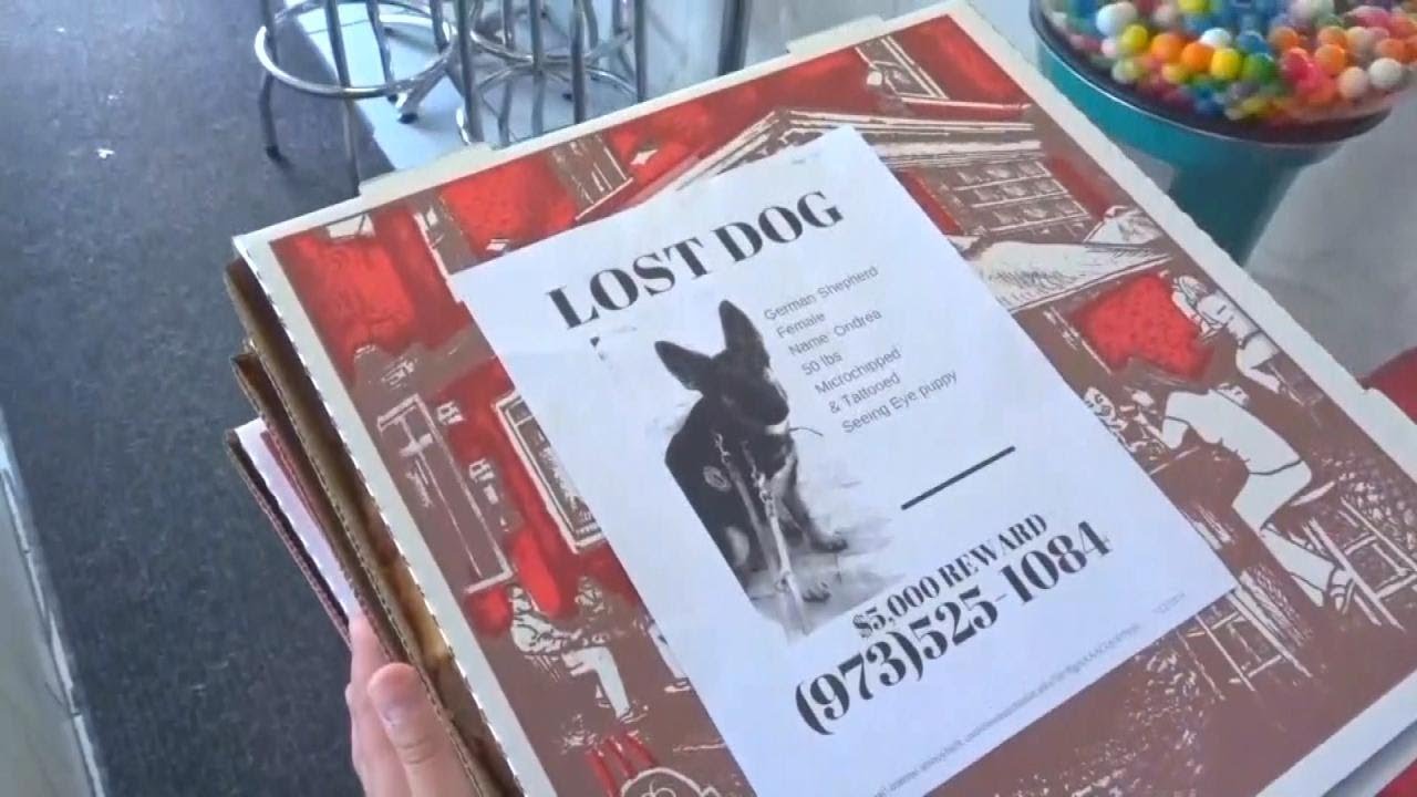 Μια υπέροχη ιδέα: Πιτσαρία βάζει φωτογραφίες ζώων που χάθηκαν στις πίτσες που στέλνει στα σπίτια μήπως τα έχει δει κάποιος και βρεθούν