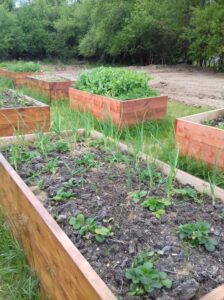 ΠΕΛΙΤΙ: Καλλιεργώντας λαχανικά σε περιορισμένη έκταση