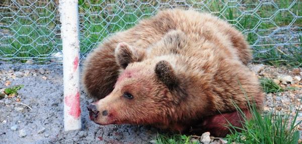 Η πρώτη νεκρή αρκούδα σε τροχαίο για το 2014...