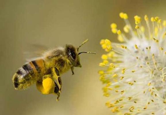Πανευρωπαϊκή επιδημιολογική μελέτη για την υγεία των μελισσών