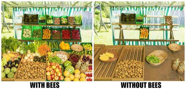 Τι θα μείνει απο τροφές αν φύγουν οι μέλισσες(ΦΩΤΟ)