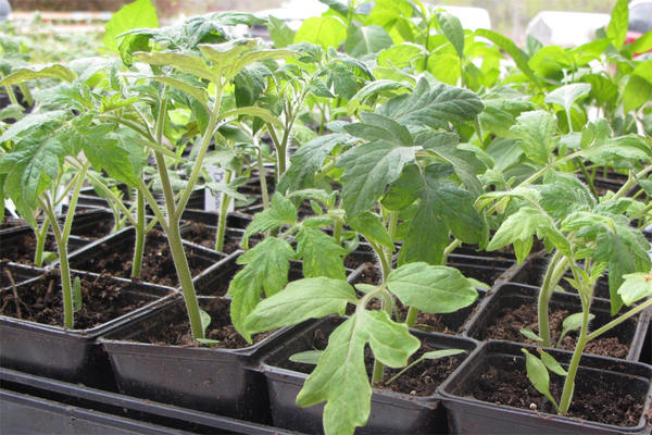 Δωρεάν διανομή σπορόφυτων 3 ντόπιων ποικιλιών ντομάτας