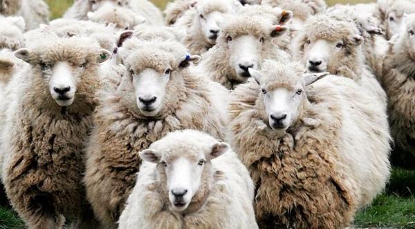 Αρχηγοί-τσομπαναραίοι, πολιτικές στρούγκες και «πρόβατα». Του Κώστα Λάμπου