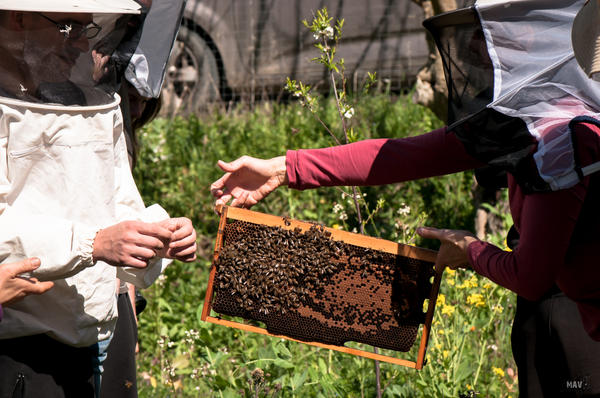 Free & Real: Πρακτικό εργαστήριο "Εισαγωγή στην Μελισσοκομία"