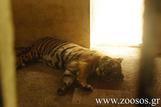 Βοηθήστε η τίγρης από τα Τρίκαλα να μεταφερθεί στις Η.Π.Α. για να σωθεί!