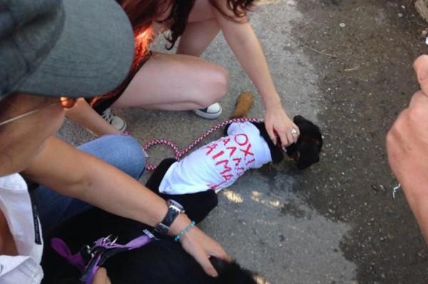 Νέα Στύρα: Ατιμώρητος και ήρωας για την τοπική κοινωνία ο ταβερνιάρης που σκότωσε την σκυλίτσα Μάγκυ