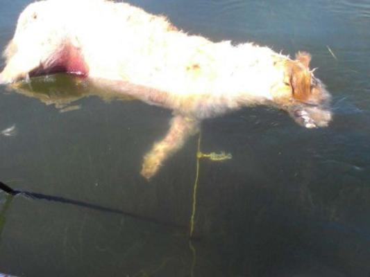 Στυλίδα: Δίποδο κτήνος κρέμασε πέτρα από το λαιμό σκύλου και τον έπνιξε στη θάλασσα (ΦΩΤΟ)