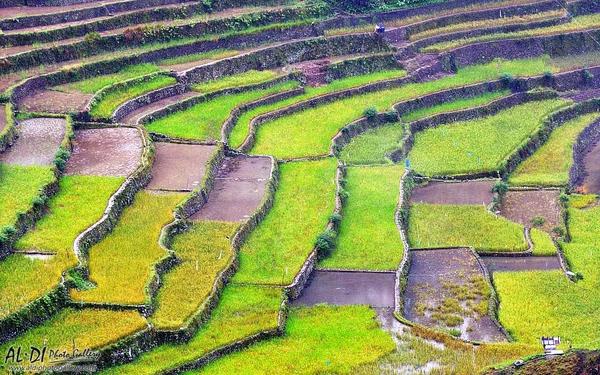 Η Κίνα σταματά την παραγωγή γενετικά τροποποιημένου ρυζιού και καλαμποκιού