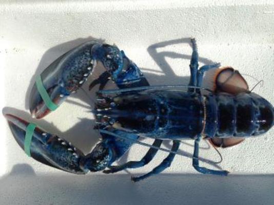 Αλιεύτηκε σπάνιος μπλε αστακός! (βίντεο)