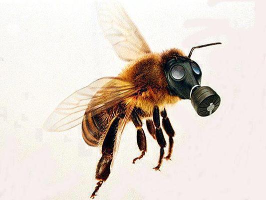 Γλυκιά νίκη! Πώς οι μέλισσες νίκησαν την Monsanto στο Μεξικό