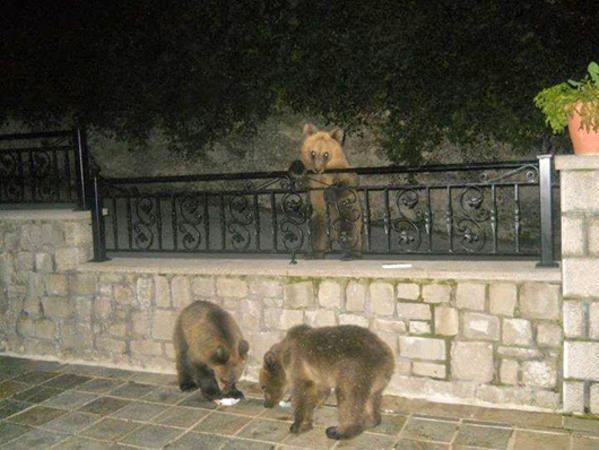 Αρκουδάκια στις γειτονιές του Μετσόβου!