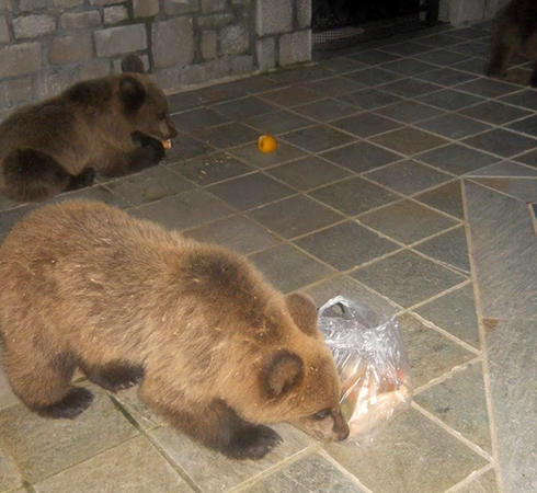 Αρκουδάκια στις γειτονιές του Μετσόβου!