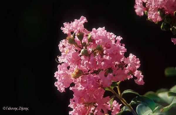 Η δύναμη της καθημερινότητας. Της Ιωάννας Μουτσοπούλου