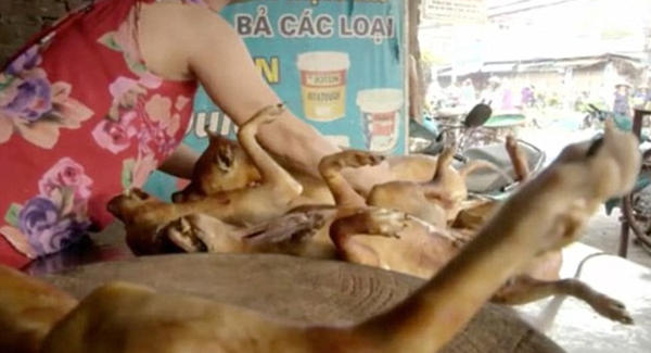 Κλέβουν τα ζώα από σπίτια, τα χτυπούν μέχρι θανάτου και… τα σερβίρουν σε εστιατόρια (συγκλονιστικό βίντεο)