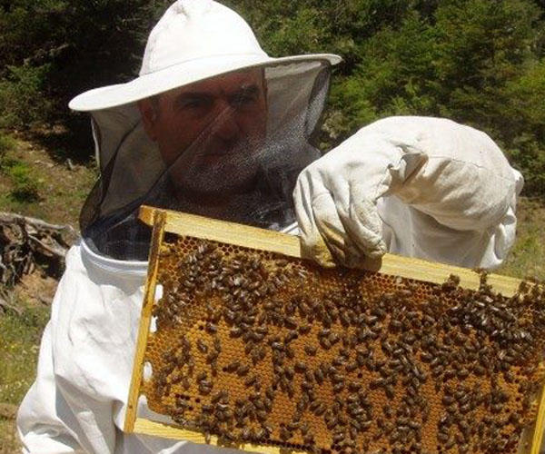 Δωρεάν σεμινάριο γνωριμίας με την μέλισσα