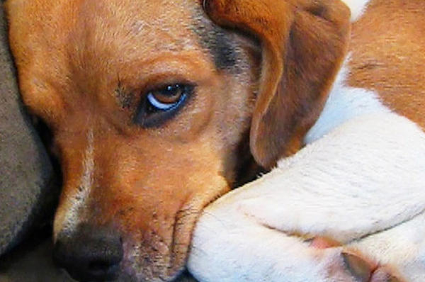 11 ένοχοι σκύλοι που λυπούνται πολύ για τις ζημιές που έκαναν [βίντεο]