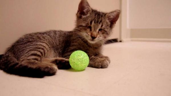 Τυφλό γατάκι παίζει για πρώτη φορά με παιχνίδια [βίντεο]