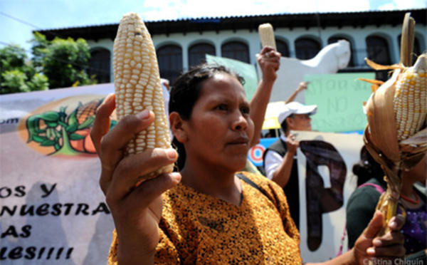 Θρίαμβος των αγροτών - Καταργείται παράλογος νόμος που ευνοούσε τη Monsanto στην Γουατεμάλα