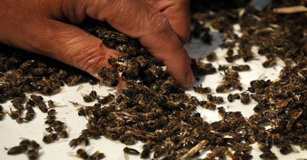 Εκατομμύρια μέλισσες βρέθηκαν νεκρές σε περιοχή όπου φυτεύτηκε γενετικά τροποποιημένο καλαμπόκι