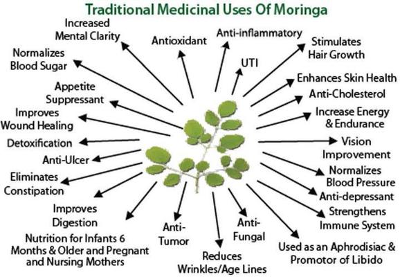 Moringa: Το αρχαίο φυτό-θαύμα από την Ινδία που προλαμβάνει 300 ασθένειες ήρθε στην Ελλάδα!
