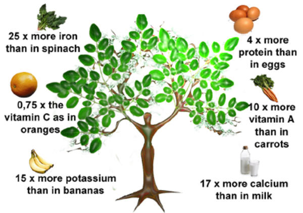 Moringa: Το αρχαίο φυτό-θαύμα από την Ινδία που προλαμβάνει 300 ασθένειες ήρθε στην Ελλάδα!