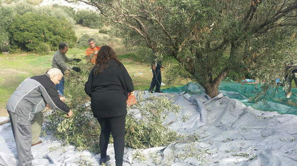 Δήμος Γλυφάδας: Μαζεύει τις ελιές από κοινόχρηστους χώρους για να παραχθεί λάδι και να δοθεί σε άπορες οικογένειες