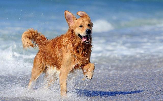 Παραλίες για σκύλους στην Ελλάδα: Σε ποιες περιοχές θα επιτρέπονται με το νόμο