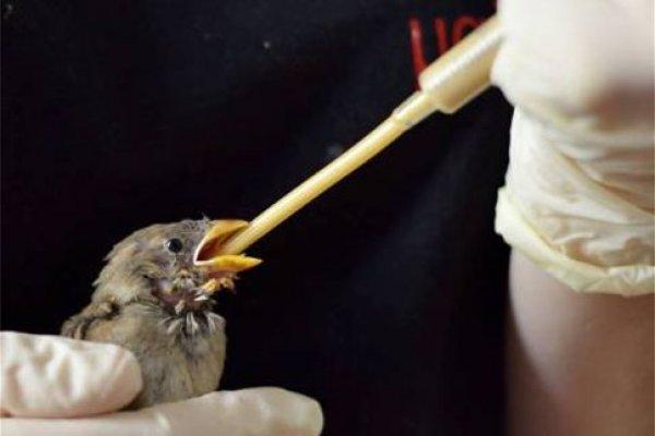 Σταθμό πρώτων βοηθειών για τραυματισμένα άγρια ζώα αποκτά η Βόρεια Ελλάδα