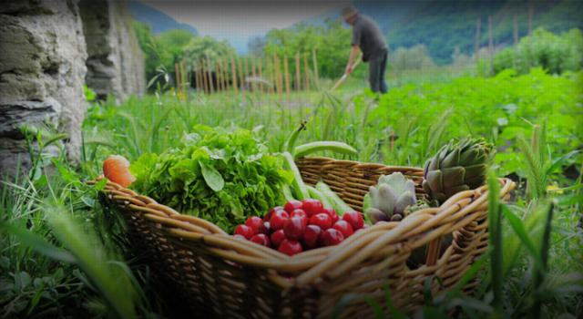 Ταχύτατη αύξηση των εκτάσεων καλλιέργειας βιολογικής γεωργίας στην Ελλάδα + 7,3%