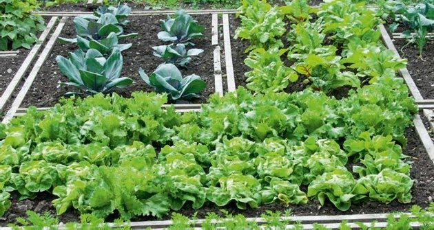 Κηπουροί στην πόλη: 6 στους 10 Έλληνες «ψηφίζουν» αστικούς λαχανόκηπους! ΒΙΝΤΕΟ