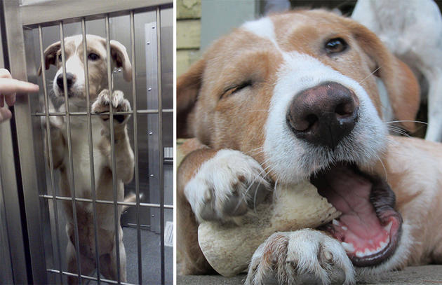 15 ζωάκια πριν και μετά την υιοθεσία (φωτογραφίες)