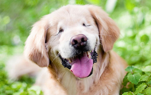 Ο σκύλος που γεννήθηκε χωρίς μάτια και βοηθάει ανθρώπους με αναπηρίες και ψυχικά νοσήματα (εικόνες)