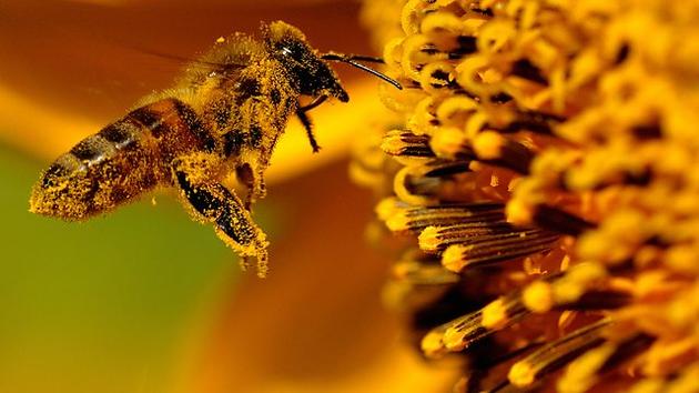 Ντοκιμαντέρ του BBC: Ποιος σκότωσε τη μέλισσα; | Βίντεο