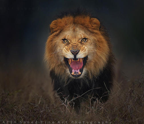 Φωτογράφος απαθανατίζει αγριεμένο λιοντάρι δευτερόλεπτα πριν του επιτεθεί! (φωτο)