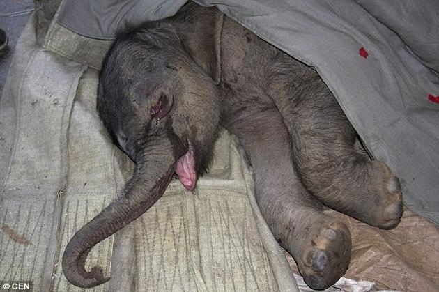 Ελεφαντάκι κλαίει γοερά για πέντε ώρες επειδή το απέρριψε η μητέρα του