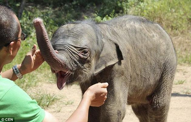 Ελεφαντάκι κλαίει γοερά για πέντε ώρες επειδή το απέρριψε η μητέρα του