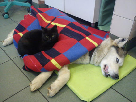 Τρυφερός γάτος φροντίζει και παρηγορεί άλλα τραυματισμένα ζώα | ΦΩΤΟ