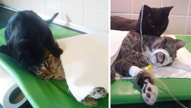 Τρυφερός γάτος φροντίζει και παρηγορεί άλλα τραυματισμένα ζώα | ΦΩΤΟ