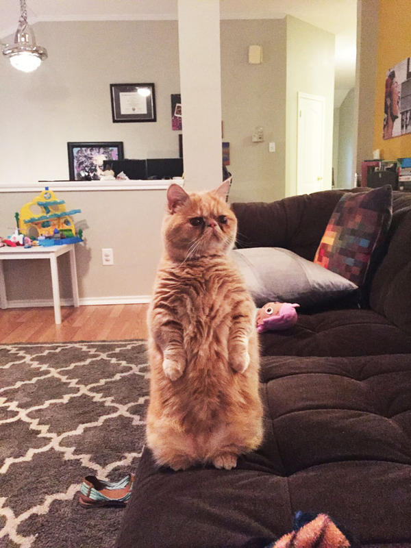 Ο γάτος που προτιμά να στέκεται στα δύο πόδια σαν άνθρωπος! (φωτογραφίες)