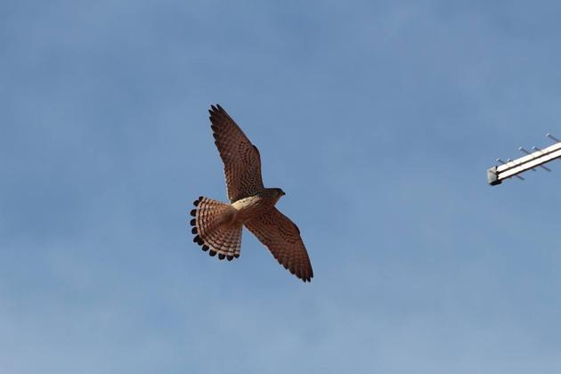 Κιρκινέζι θηλυκό (Falco naumanni) στην περιοχή της Κορώνειας. Ήρθαν και ετοιμάζονται πυρετωδώς για αναπαραγωγή!