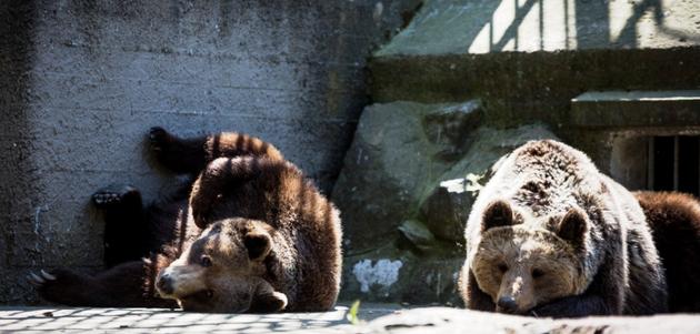 Νίκη! Απομακρύνονται οι λύκοι και οι αρκούδες από το Ζωολογικό Κήπο Θεσσαλονίκης
