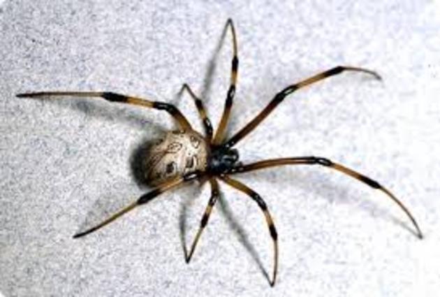 ΒΙΝΤΕΟ: Το δηλητήριο της Αράχνης Φονεύτριας γιατρεύει τον πόνο και αποτελεί φυσικό εναλλακτικό βιάγκρα!
