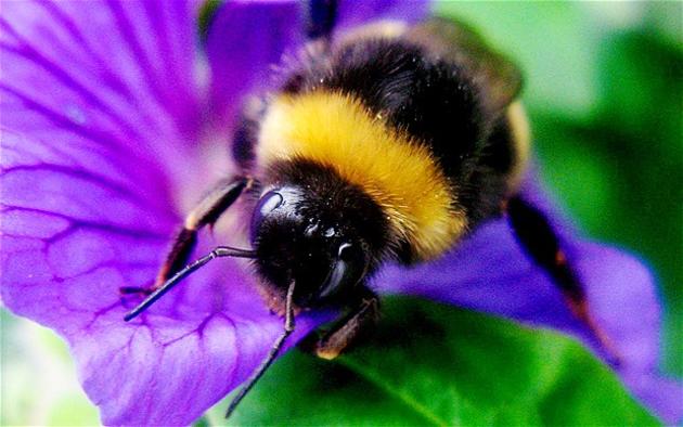 Οι μέλισσες σε κίνδυνο! Αυτή είναι η απλή λύση για να τις βοηθήσουμε | Βίντεο