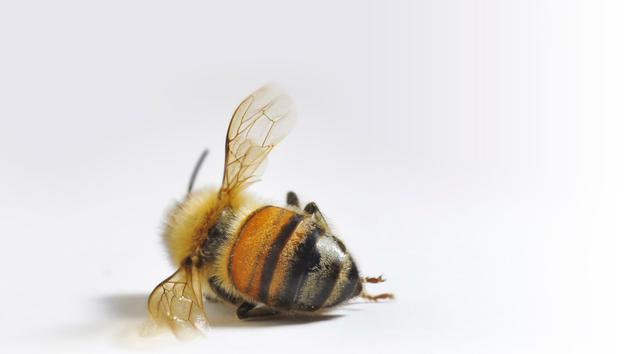 Οι μέλισσες σε κίνδυνο! Αυτή είναι η απλή λύση για να τις βοηθήσουμε | Βίντεο