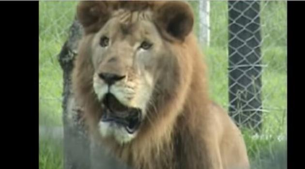 Συγκινητικό βίντεο: Λιοντάρι βιώνει την ελευθερία του μετά από 13 χρόνια έγκλειστο σε κλουβί τσίρκου