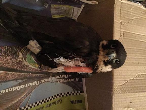 Δράση για την Άγρια Ζωή: Τραυματισμένος Μαυροπετρίτης (Falco eleonorae) στο χειρουργείο